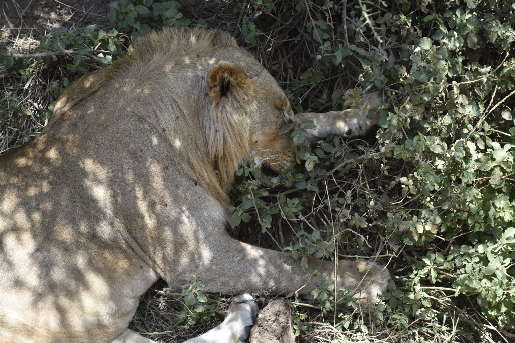 הטיול שלנו לטנזניה 2021 – חלק ראשון by מיכל בן הגיא - Illustrated by מיכל סלע ואבנר אייזיק - Ourboox.com