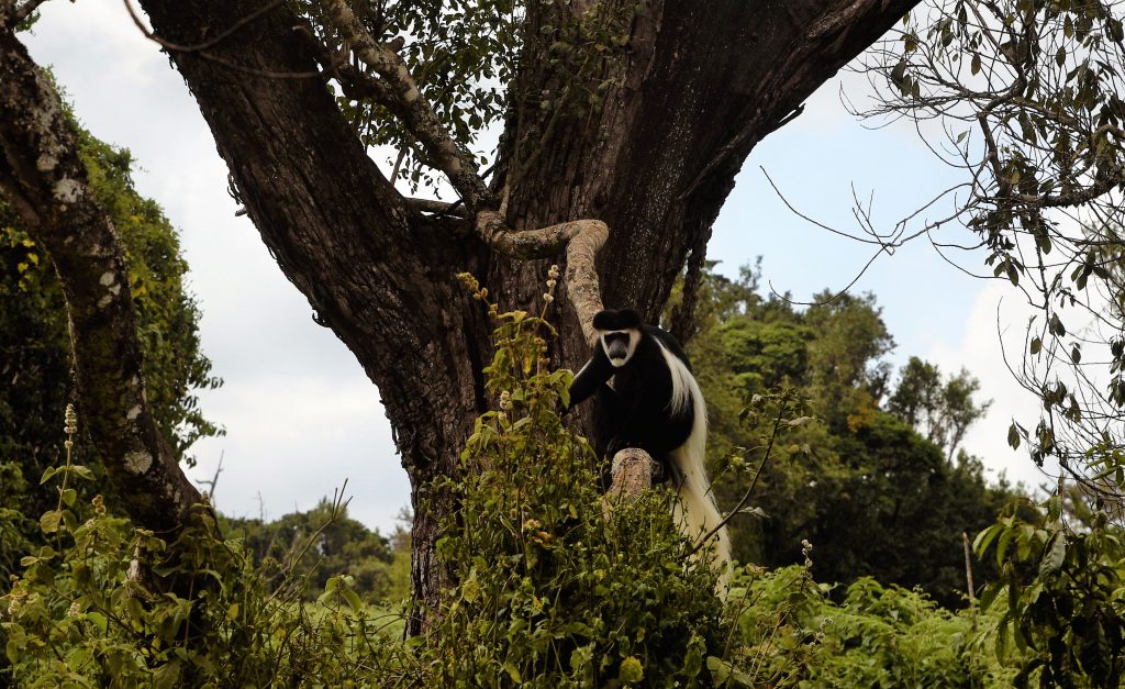 הטיול שלנו לטנזניה 2021 – חלק ראשון by מיכל בן הגיא - Illustrated by מיכל סלע ואבנר אייזיק - Ourboox.com