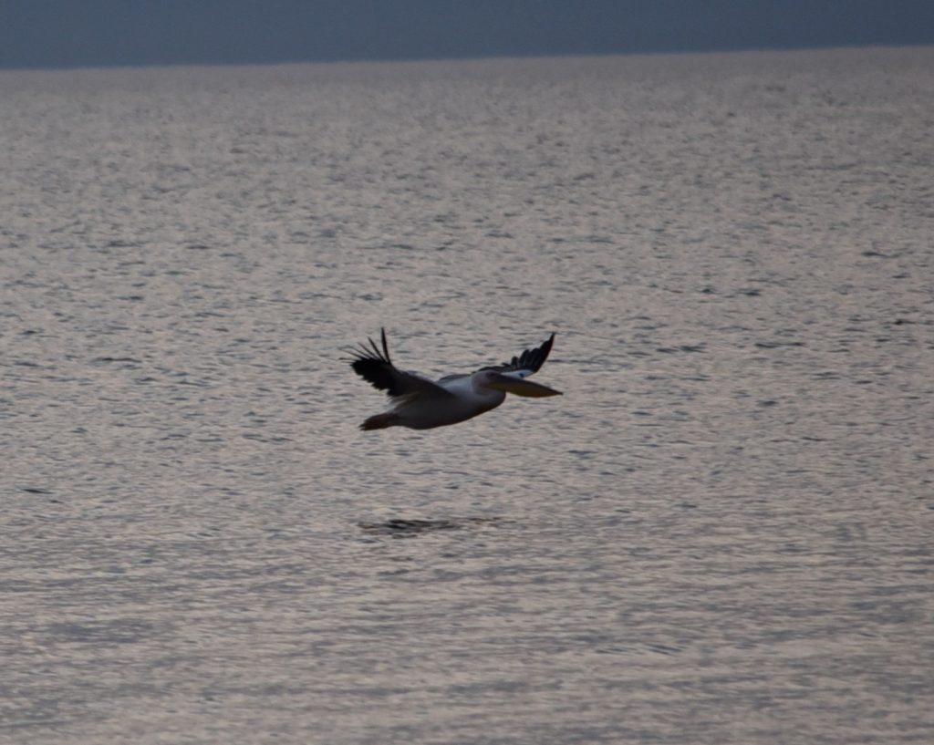 הטיול שלנו לטנזניה 2021 – חלק ראשון by מיכל בן הגיא - Illustrated by מיכל סלע ואבנר אייזיק - Ourboox.com