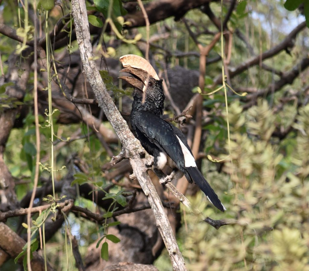 הטיול שלנו לטנזניה 2021 – חלק ראשון by מיכל בן הגיא - Illustrated by מיכל סלע ואבנר אייזיק - Ourboox.com