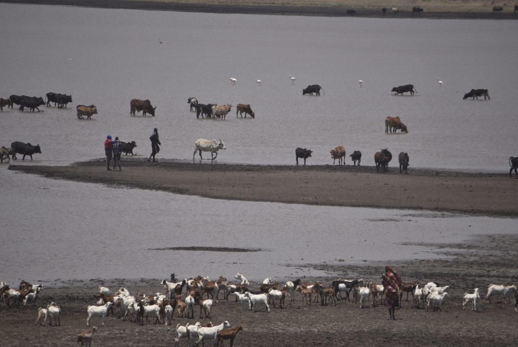 הטיול שלנו לטנזניה 2021 – חלק ראשון by מיכל בן הגיא - Illustrated by מיכל סלע ואבנר אייזיק - Ourboox.com