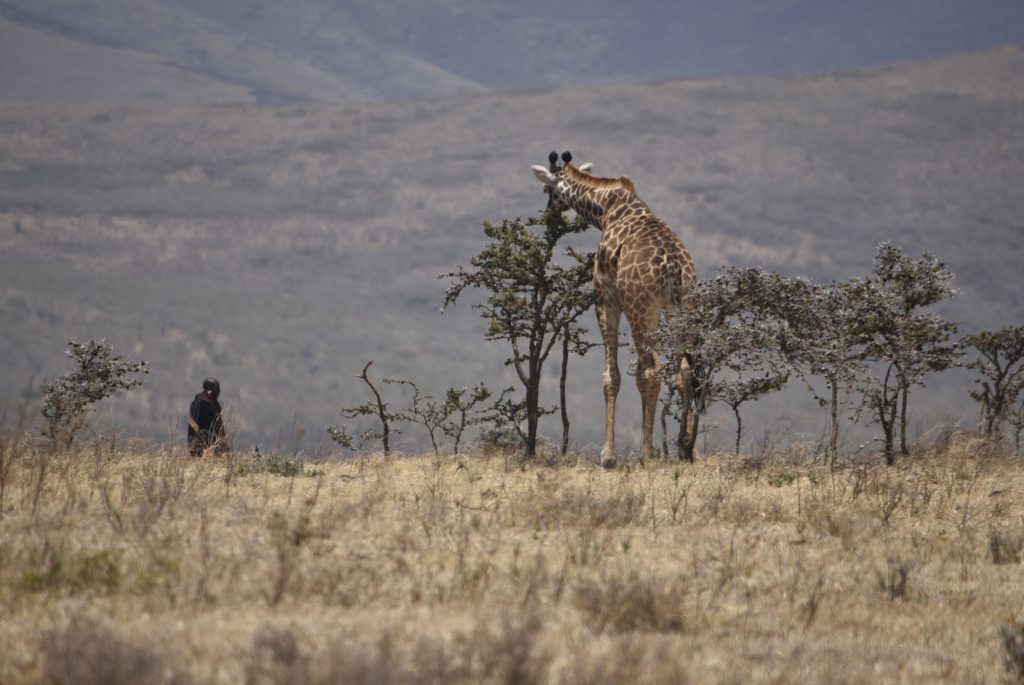 הטיול שלנו לטנזניה 2021 – חלק ראשון by מיכל בן הגיא - Illustrated by מיכל סלע ואבנר אייזיק - Ourboox.com