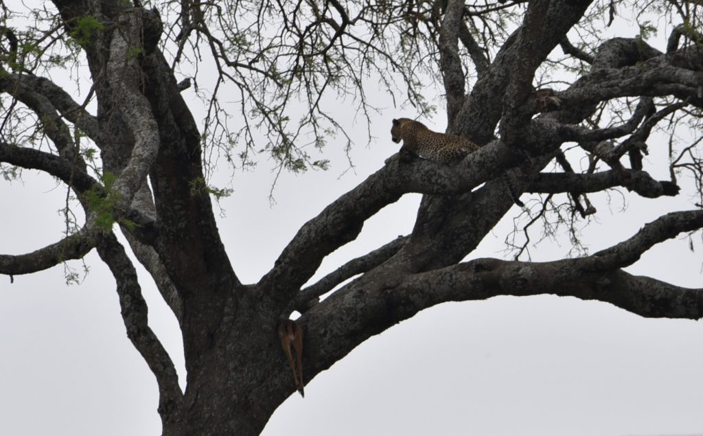 הטיול שלנו לטנזניה 2021 – חלק ראשון by מיכל בן הגיא - Illustrated by מיכל סלע ואבנר אייזיק - Ourboox.com