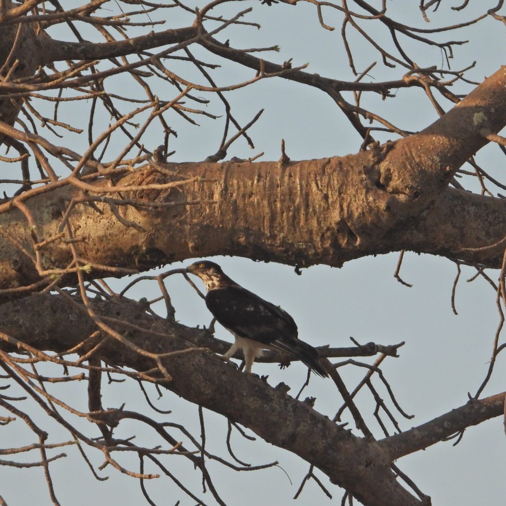 הטיול שלנו לטנזניה 2021 – חלק ראשון by מיכל בן הגיא - Illustrated by מיכל סלע ואבנר אייזיק - Ourboox.com