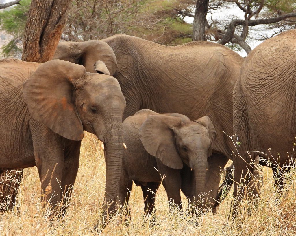 הטיול שלנו לטנזניה 2021 – חלק ראשון by מיכל בן הגיא - Illustrated by מיכל סלע ואבנר אייזיק - Ourboox.com