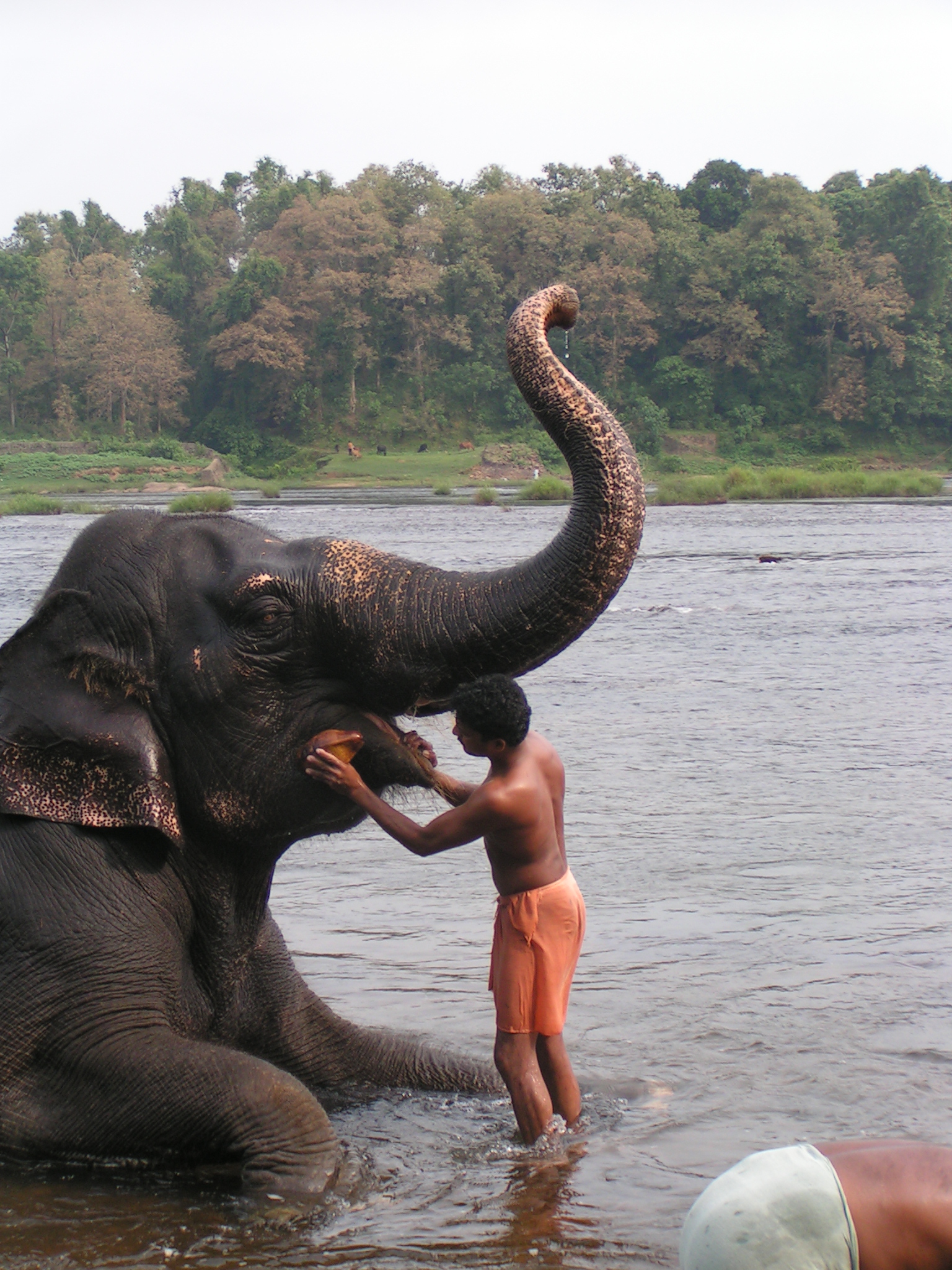 טיול שורשים להודו – חלק שני דרום הודו by מיכל בן הגיא - Illustrated by אבנר אייזיק - Ourboox.com