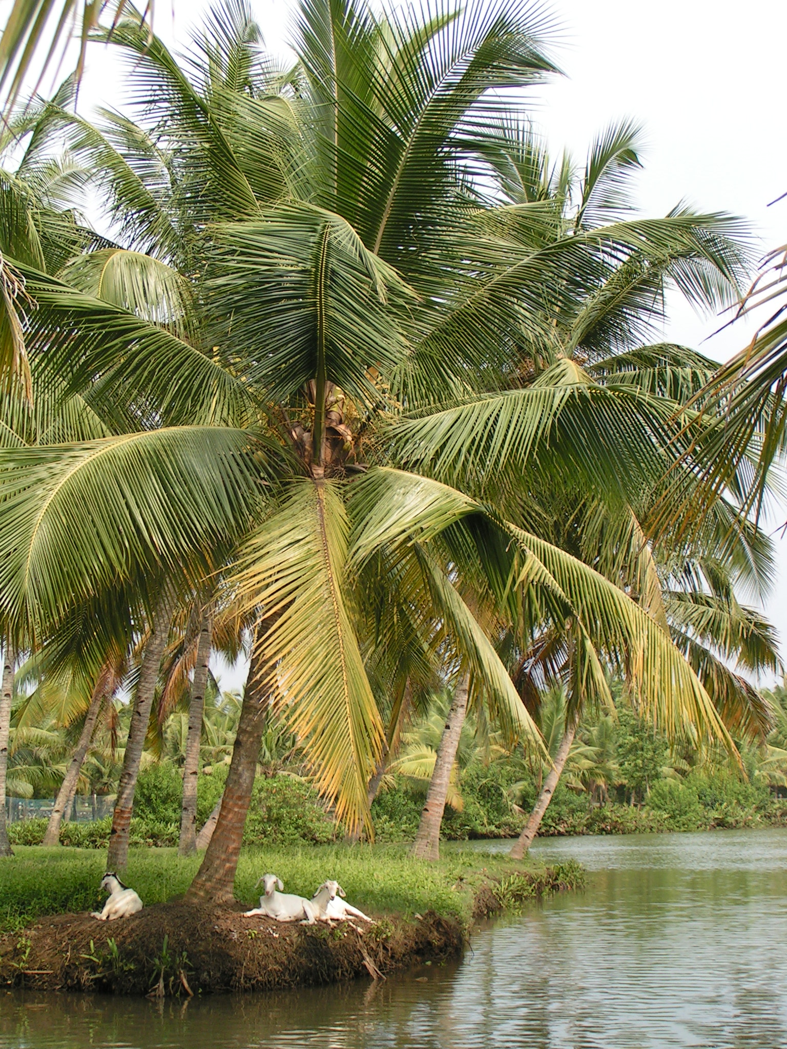 טיול שורשים להודו – חלק שני דרום הודו by מיכל בן הגיא - Illustrated by אבנר אייזיק - Ourboox.com