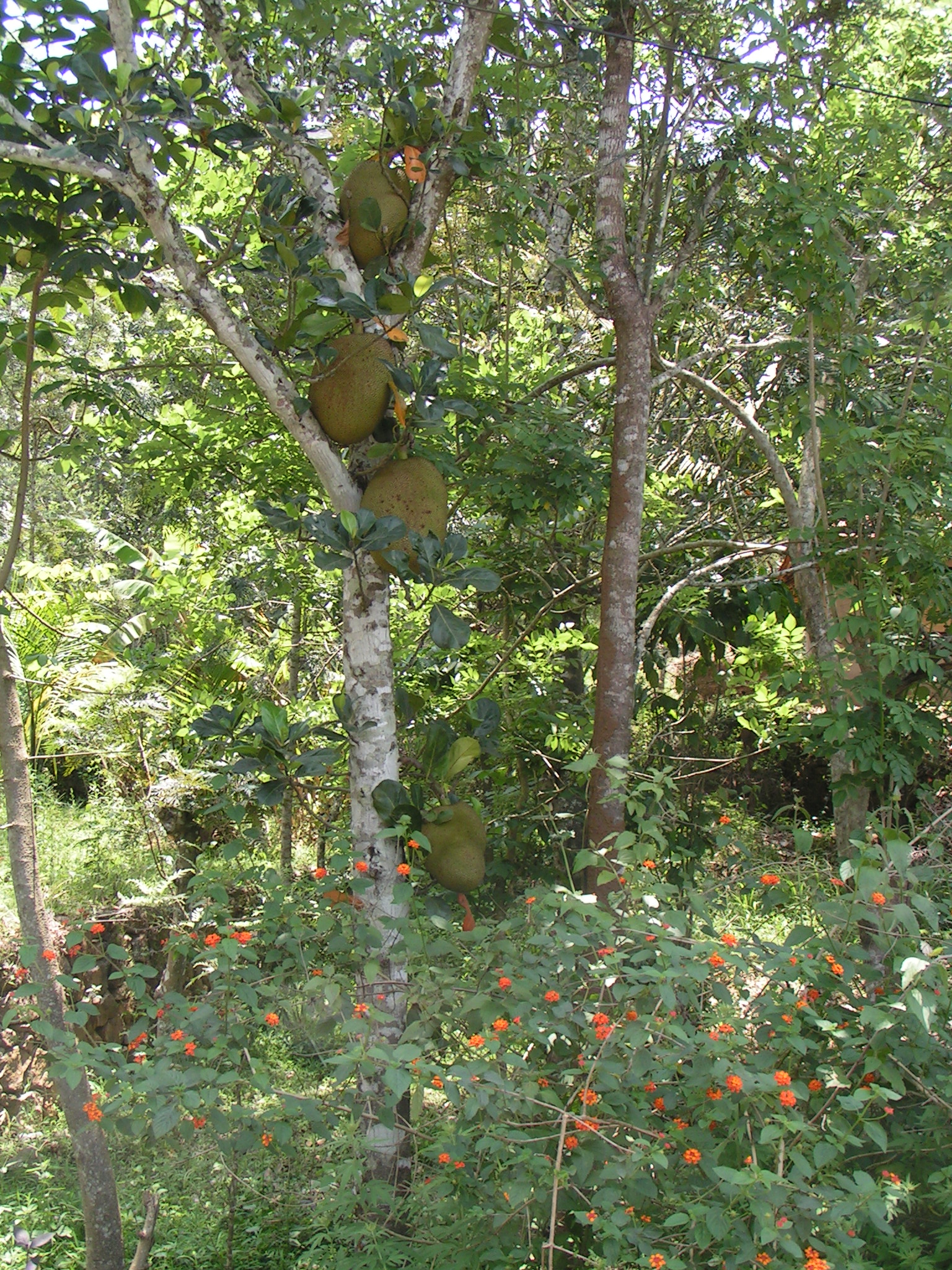 טיול שורשים להודו – חלק שני דרום הודו by מיכל בן הגיא - Illustrated by אבנר אייזיק - Ourboox.com