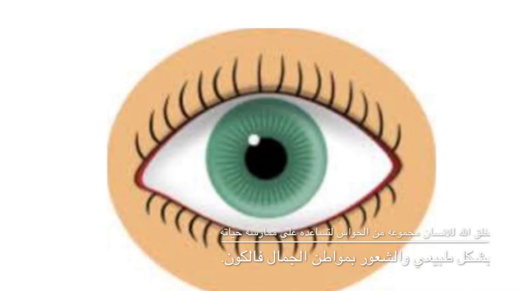 الحواس – البصر والعين by abdullah - Ourboox.com