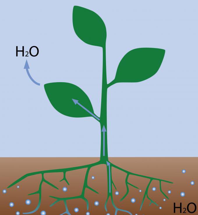 Дифузія в побуті та природі by Viktor - Ourboox.com