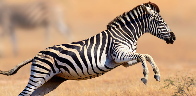 זיברה by rayla hockley - Illustrated by ריילא הוקלי - Ourboox.com