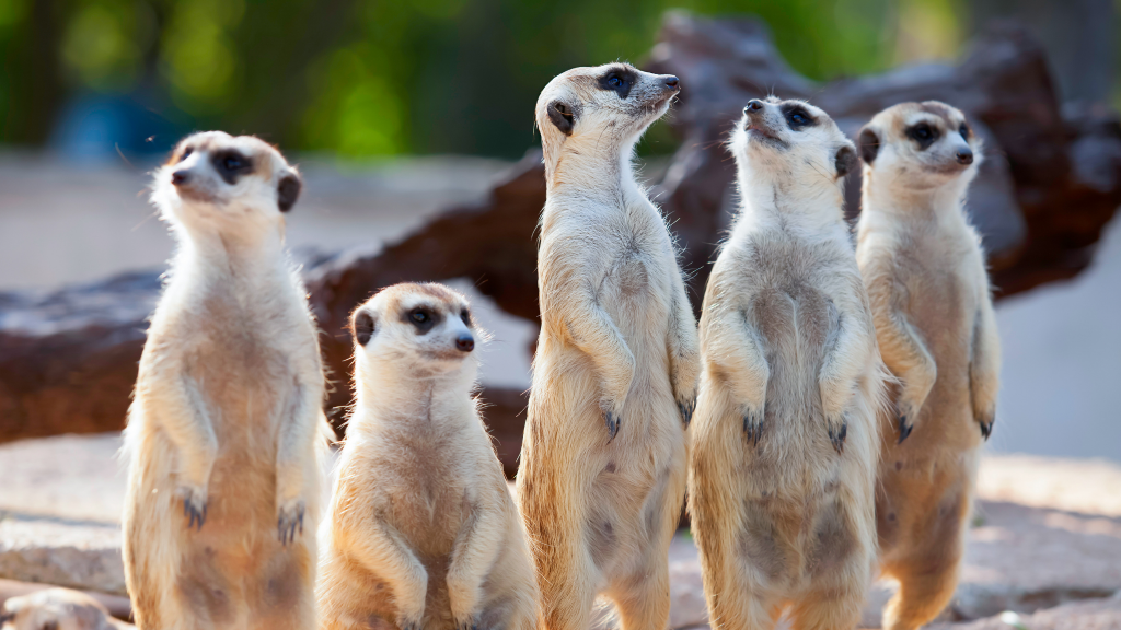 ספר החידושים שלי by moshebaba - Ourboox.com