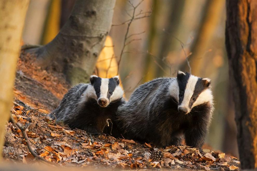 Диви животни в България by Дилова  - Ourboox.com