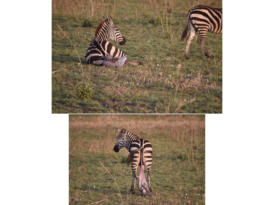 הטיול שלנו לטנזניה 2021 – חלק ראשון by מיכל בן הגיא - Illustrated by מיכל סלע ואבנר אייזיק - Ourboox.com