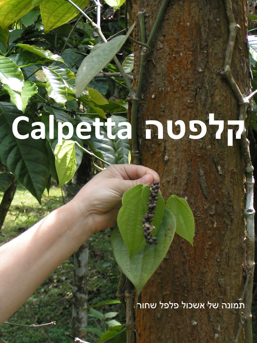 טיול שורשים להודו – חלק שני דרום הודו by מיכל בן הגיא - Illustrated by אבנר אייזיק - Ourboox.com