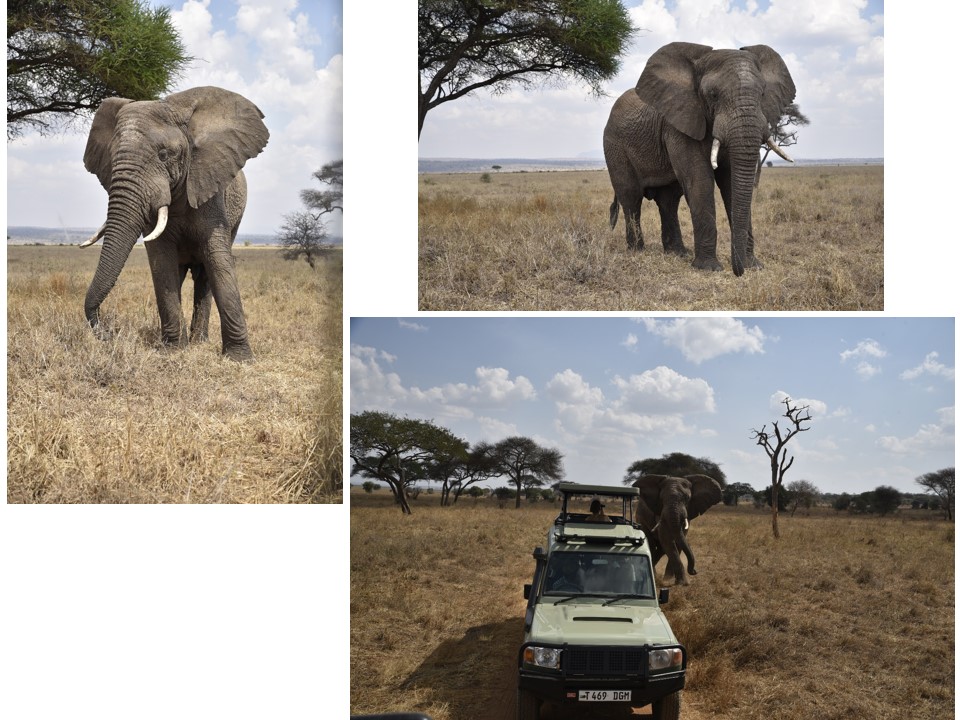 הטיול שלנו לטנזניה 2021 – חלק ראשון by מיכל בן הגיא - Illustrated by מיכל סלע ואבנר אייזיק - Ourboox.com