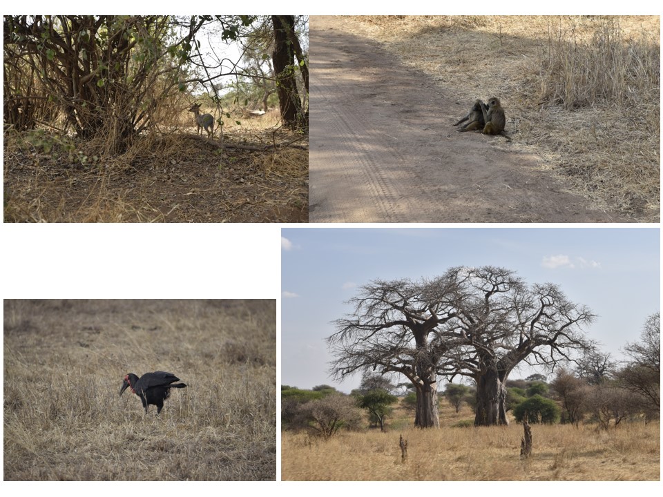 הטיול שלנו לטנזניה 2021 – חלק ראשון by מיכל בן הגיא - Illustrated by מיכל סלע ואבנר אייזיק - Ourboox.com