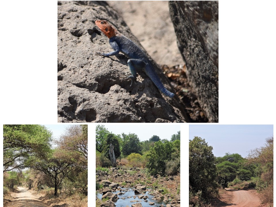 הטיול שלנו לטנזניה 2021 – חלק ראשון by מיכל בן הגיא - Illustrated by מיכל סלע ואבנר אייזיק - Ourboox.com