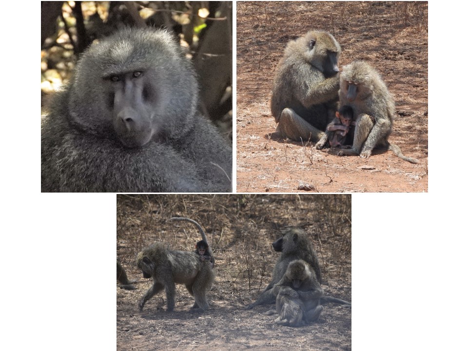 הטיול שלנו לטנזניה 2021 – חלק ראשון by מיכל בן הגיא - Illustrated by מיכל סלע ואבנר אייזיק - Ourboox.com