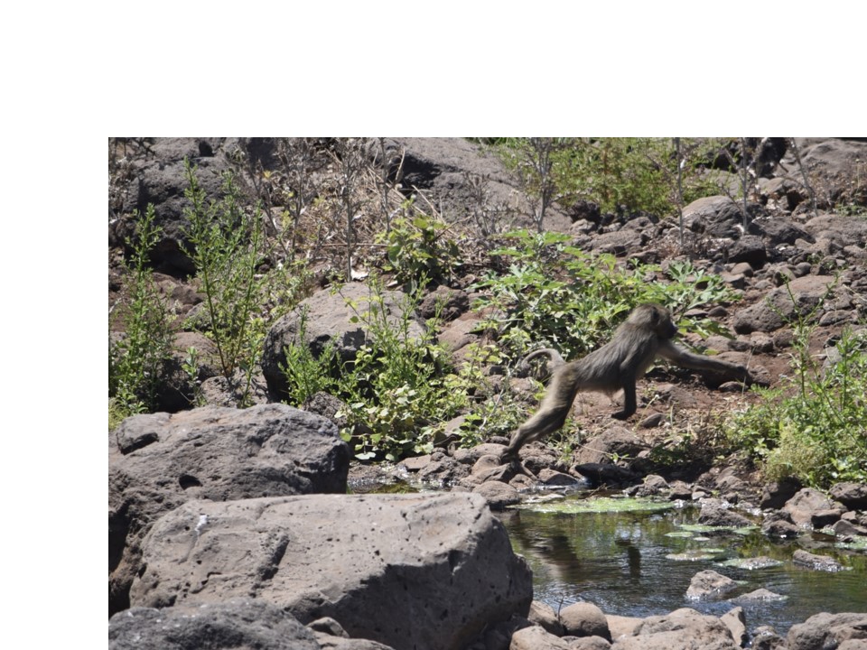 הטיול שלנו לטנזניה 2021 – חלק ראשון by מיכל בן הגיא - Illustrated by מיכל סלע ואבנר אייזיק - Ourboox.com