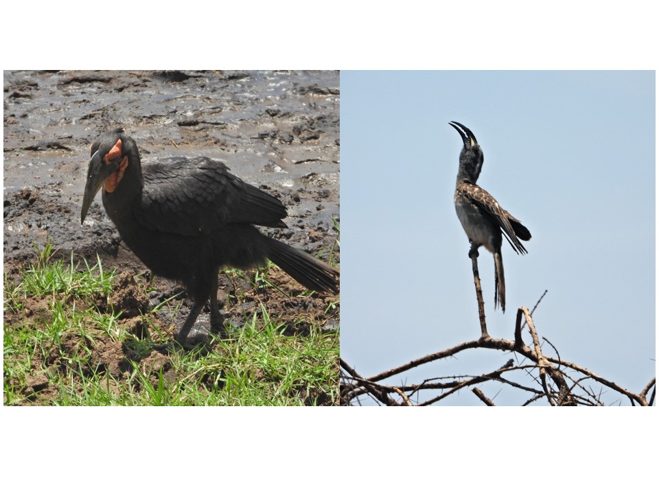 הטיול שלנו לטנזניה 2021 – חלק ראשון by מיכל בן הגיא - Illustrated by מיכל סלע ואבנר אייזיק - Ourboox.com