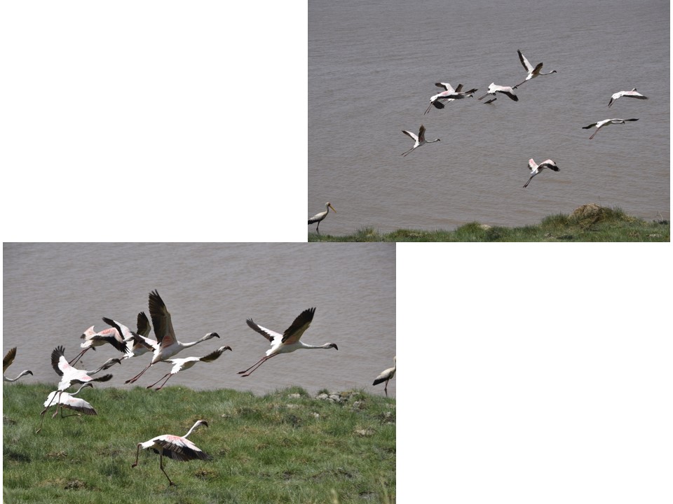 הטיול שלנו לטנזניה 2021 – חלק ראשון by מיכל בן הגיא - Illustrated by מיכל סלע ואבנר אייזיק - Ourboox.com