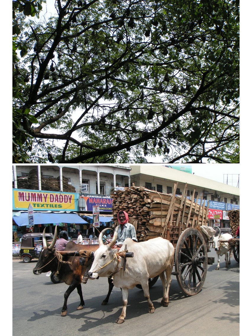 טיול שורשים להודו – חלק שני דרום הודו by מיכל בן הגיא - Illustrated by אבנר אייזיק - Ourboox.com