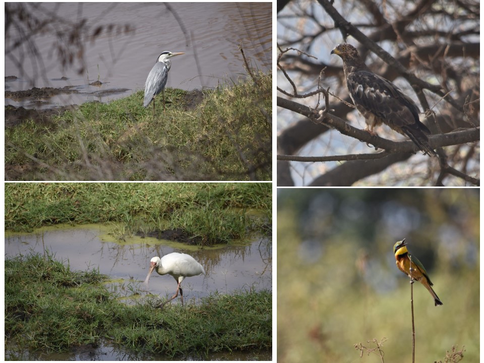 הטיול שלנו לטנזניה 2021 – חלק ראשון by מיכל בן הגיא - Illustrated by מיכל סלע ואבנר אייזיק - Ourboox.com