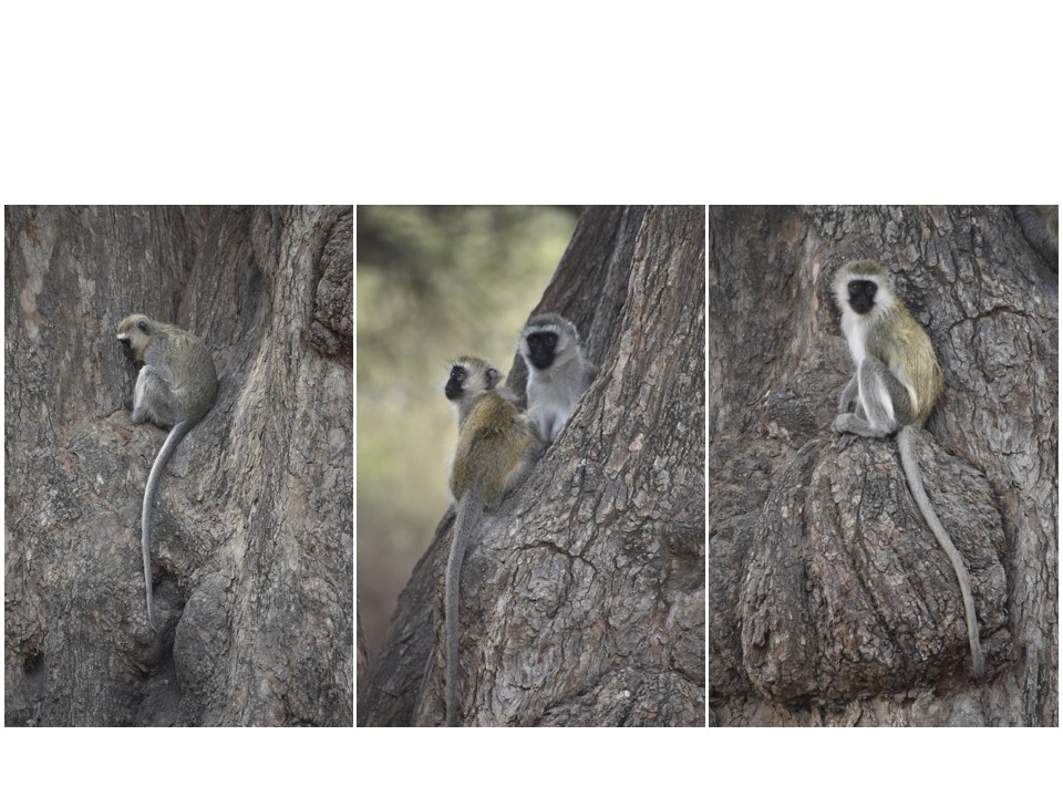 הטיול שלנו לטנזניה 2021 – חלק ראשון by מיכל בן הגיא - Illustrated by מיכל סלע ואבנר אייזיק - Ourboox.com