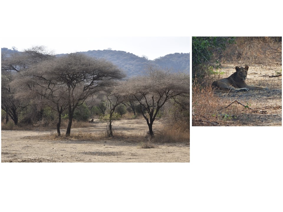 הטיול שלנו לטנזניה 2021 – חלק ראשון by מיכל בן הגיא - Illustrated by מיכל סלע ואבנר אייזיק - Ourboox.com