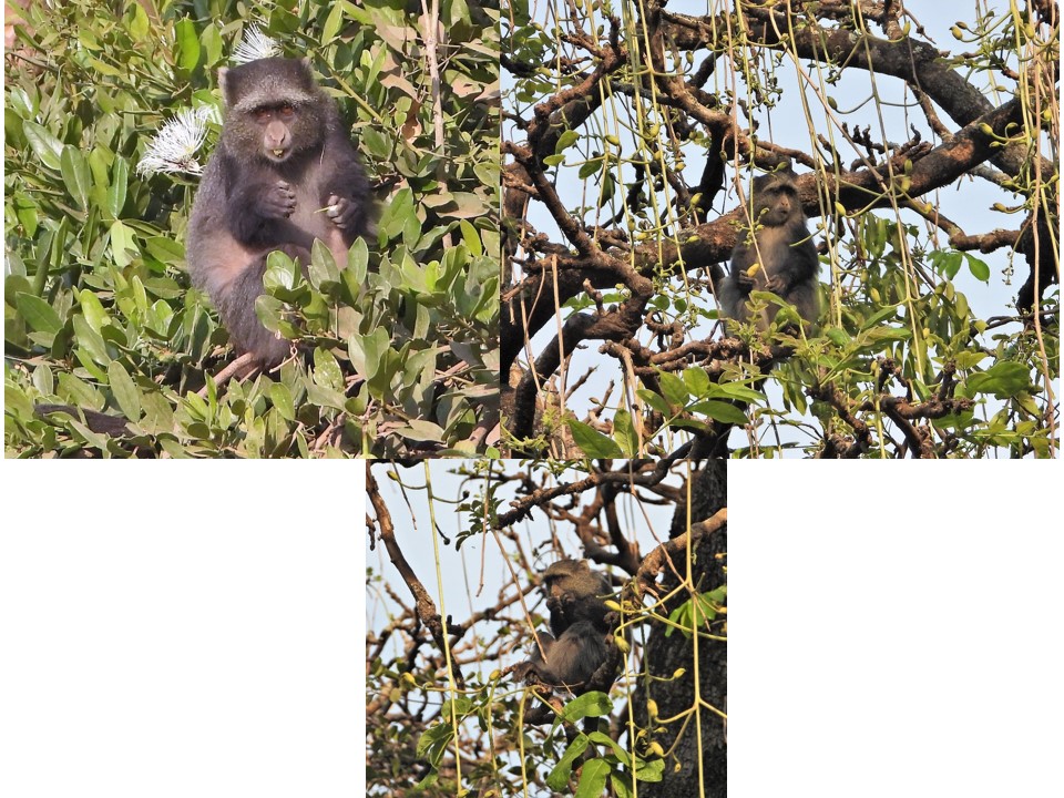 הטיול שלנו לטנזניה 2021 – חלק ראשון by מיכל בן הגיא - Illustrated by מיכל סלע ואבנר אייזיק - Ourboox.com