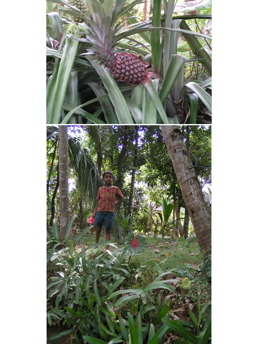 טיול שורשים להודו – חלק שני דרום הודו by מיכל בן הגיא - Illustrated by אבנר אייזיק - Ourboox.com