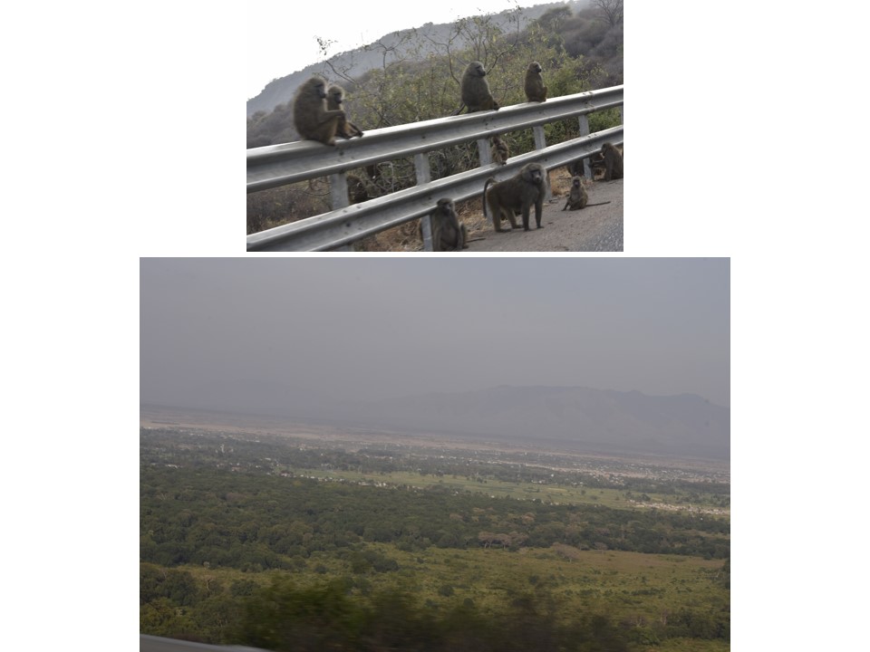 הטיול שלנו לטנזניה 2021 – חלק ראשון by מיכל בן הגיא - Illustrated by מיכל סלע ואבנר אייזיק - Ourboox.com