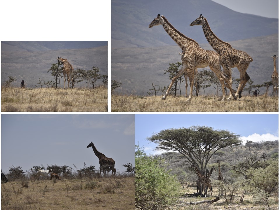 הטיול שלנו לטנזניה 2021 – חלק ראשון by מיכל בן הגיא - Illustrated by מיכל סלע ואבנר אייזיק - Ourboox.com