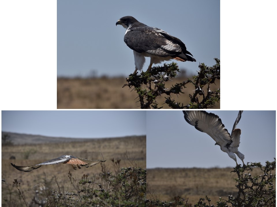 הטיול שלנו לטנזניה 2021 – חלק ראשון by מיכל בן הגיא - Illustrated by מיכל סלע ואבנר אייזיק - Ourboox.com