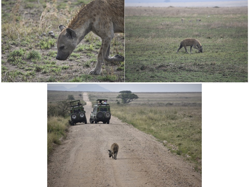 הטיול שלנו לטנזניה 2021 – חלק ראשון by מיכל בן הגיא - Illustrated by מיכל סלע ואבנר אייזיק - Ourboox.com