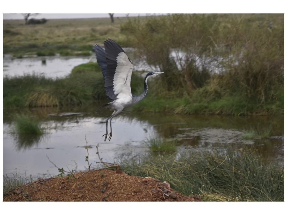 הטיול שלנו לטנזניה 2021 – חלק ראשון by מיכל בן הגיא - Illustrated by מיכל סלע ואבנר אייזיק - Ourboox.com