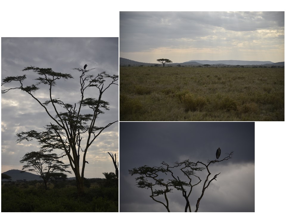 הטיול שלנו לטנזניה 2021 – חלק ראשון by מיכל בן הגיא - Illustrated by מיכל סלע ואבנר אייזיק - Ourboox.com