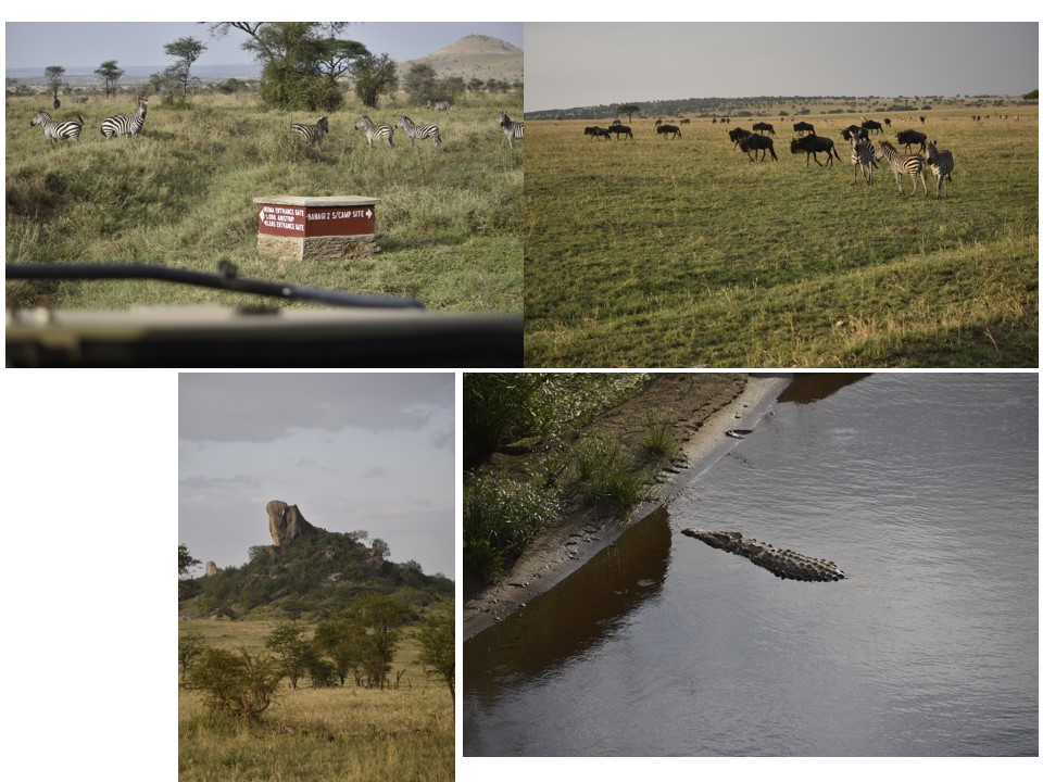 הטיול שלנו לטנזניה 2021 – חלק ראשון by מיכל בן הגיא - Illustrated by מיכל סלע ואבנר אייזיק - Ourboox.com