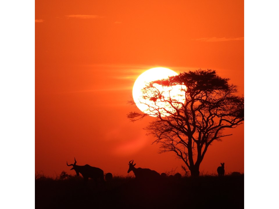 הטיול שלנו לטנזניה 2021 – חלק ראשון by מיכל בן הגיא - Illustrated by מיכל סלע ואבנר אייזיק - Ourboox.com