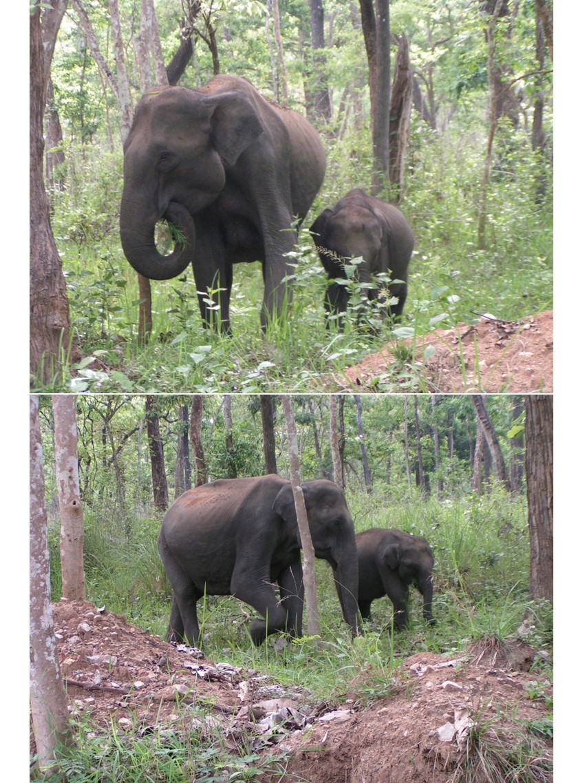 טיול שורשים להודו – חלק שני דרום הודו by מיכל בן הגיא - Illustrated by אבנר אייזיק - Ourboox.com