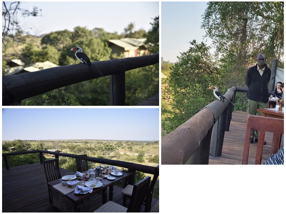 הטיול שלנו לטנזניה 2021 – חלק ראשון by מיכל בן הגיא - Illustrated by מיכל סלע ואבנר אייזיק - Ourboox.com