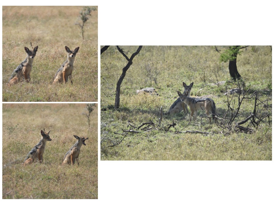 הטיול שלנו לטנזניה 2021 – חלק ראשון by מיכל בן הגיא - Illustrated by מיכל סלע ואבנר אייזיק - Ourboox.com