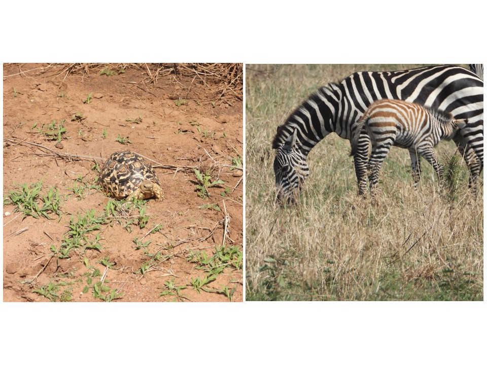 הטיול שלנו לטנזניה 2021 – חלק ראשון by מיכל בן הגיא - Illustrated by מיכל סלע ואבנר אייזיק - Ourboox.com