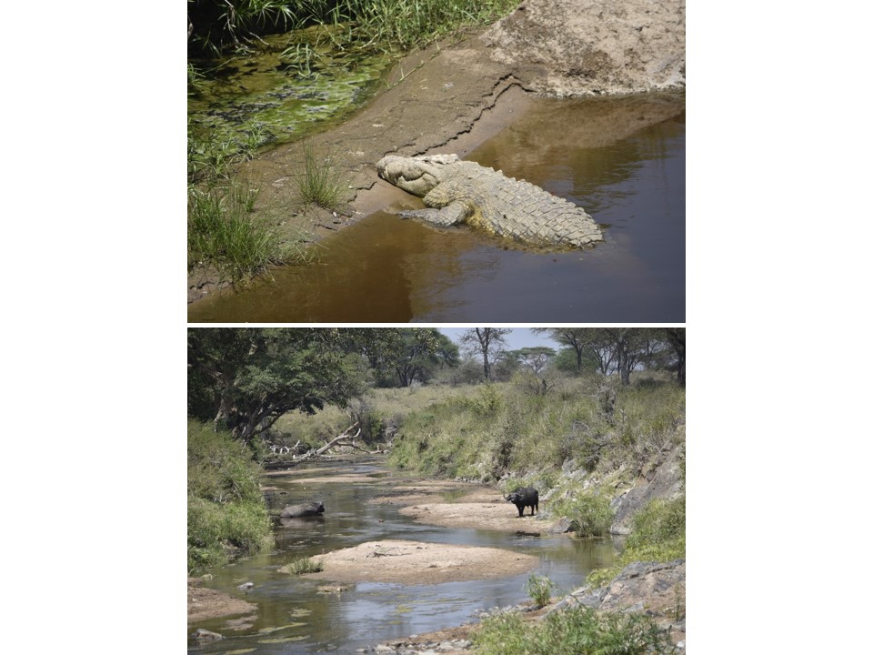 הטיול שלנו לטנזניה 2021 – חלק ראשון by מיכל בן הגיא - Illustrated by מיכל סלע ואבנר אייזיק - Ourboox.com