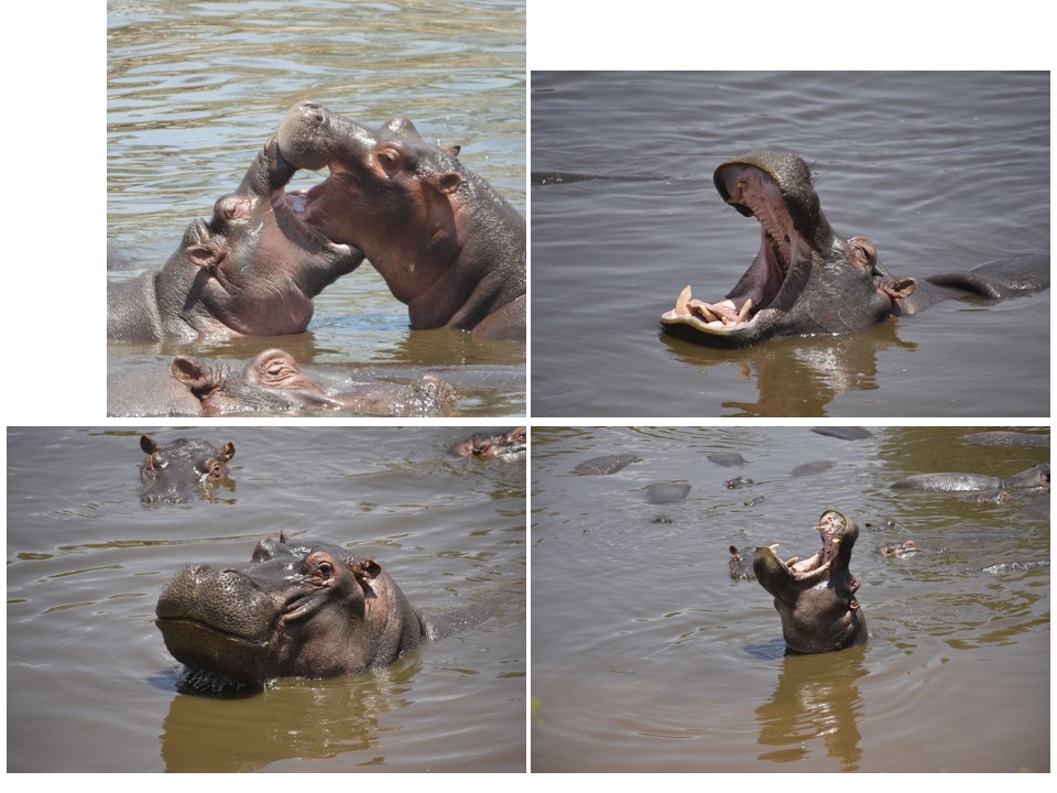 הטיול שלנו לטנזניה 2021 – חלק ראשון by מיכל בן הגיא - Illustrated by מיכל סלע ואבנר אייזיק - Ourboox.com