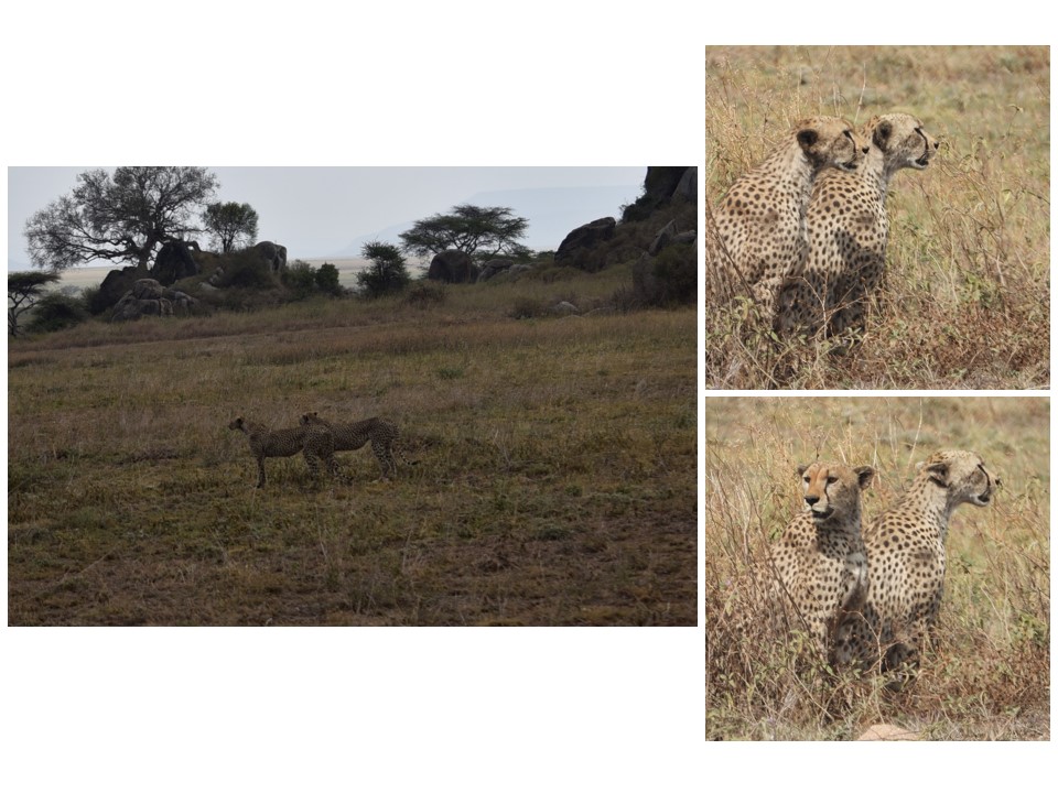 הטיול שלנו לטנזניה 2021 – חלק ראשון by מיכל בן הגיא - Illustrated by מיכל סלע ואבנר אייזיק - Ourboox.com