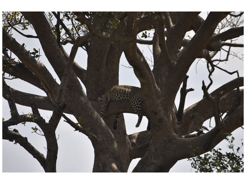 הטיול שלנו לטנזניה 2021 – חלק ראשון by מיכל בן הגיא - Illustrated by מיכל סלע ואבנר אייזיק - Ourboox.com