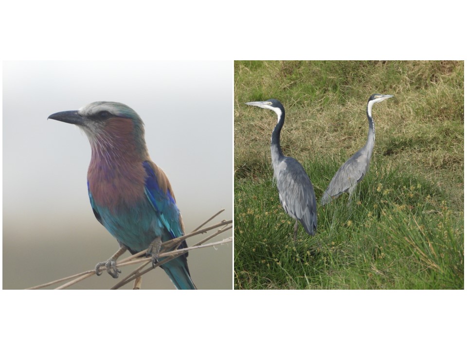 הטיול שלנו לטנזניה 2021 – חלק ראשון by מיכל בן הגיא - Illustrated by מיכל סלע ואבנר אייזיק - Ourboox.com