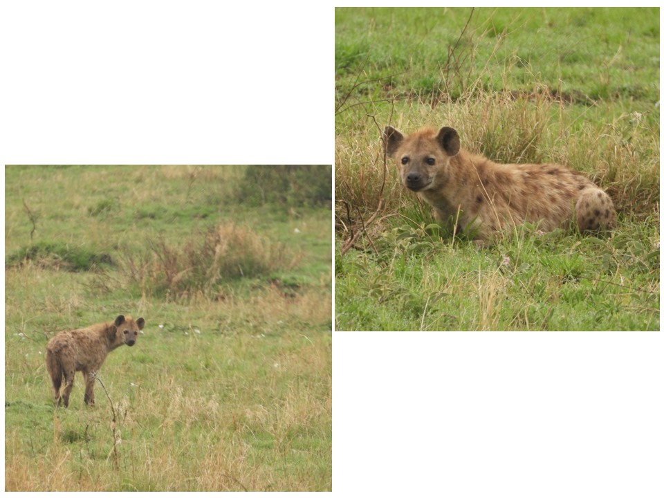 הטיול שלנו לטנזניה 2021 – חלק ראשון by מיכל בן הגיא - Illustrated by מיכל סלע ואבנר אייזיק - Ourboox.com